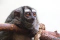 three-striped night monkey Aotus trivirgatus Royalty Free Stock Photo