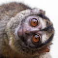 The three-striped night monkey Aotus trivirgatus Royalty Free Stock Photo