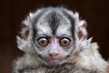 The three-striped night monkey Aotus trivirgatus Royalty Free Stock Photo