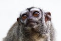 The three-striped night monkey Aotus trivirgatus Royalty Free Stock Photo