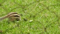 Three-striped palm squirrel. Indian palm squirrel eating and staring at something in garden. three-striped palm squirrel eating. G