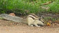 Three-striped palm squirrel. Indian palm squirrel eating and staring at something in garden. three-striped palm squirrel eating n