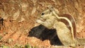 Three-striped palm squirrel. Indian palm squirrel eating and staring at something in garden. three-striped palm squirrel eating n