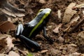 Three striped poison dart frog Royalty Free Stock Photo