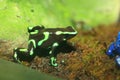 Three-striped Poison Dart Frog Royalty Free Stock Photo