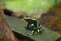 Three-striped Poison Dart Frog Royalty Free Stock Photo