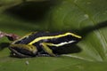 Three-striped Poison Dart Frog Royalty Free Stock Photo