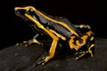 Three-striped Poison Frog Ameerega trivittata Royalty Free Stock Photo