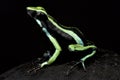 Three-striped poison frog Ameerega trivittata Royalty Free Stock Photo