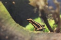 Three-striped poison frog