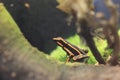 Three-striped poison frog Royalty Free Stock Photo