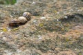 Three striped snails on a rock Royalty Free Stock Photo