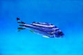 The three-striped Therapon fish (Latin Therapon jarbua) is silver in color with black stripes