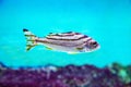 The three-striped Therapon fish (Latin Therapon jarbua) is silver in color with black stripes