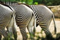 Three zebras halfs in zoo grasing near each other