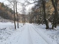 Three stromy sneh snow road cesta sun slnko