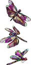 Three stylized, brightly colored dragonflies, isolated on white background. Abstract flying dragonflies.