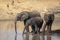 Three sub adult elephants standing at water`s edge drinking in Kruger South Africa