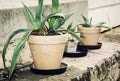 Three succulent plants in flower pots Royalty Free Stock Photo