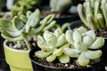 Three succulent plants in flower pots Royalty Free Stock Photo