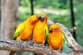 Three sun conure bird perch in wood branch in forest.