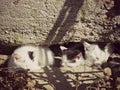 Three sunbathing kittens (color) Royalty Free Stock Photo
