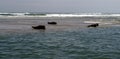 Three Sunbathing Seals Ready To Take A Dip In The Atlantic Ocean
