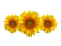 Three sunflowers