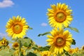 Three sunflowers bloom during the morning hours Royalty Free Stock Photo