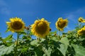 Three sunflowers bowing their heads in an endless sunflower field Royalty Free Stock Photo