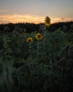 Three sunflowers on a field during sunset giving a moody impression Royalty Free Stock Photo