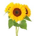 Three wonderful Sunflower isolated on white background, including clipping path. Royalty Free Stock Photo