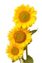 Three sunflowers isolated on white background Royalty Free Stock Photo