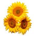 Three sunflowers isolated on white background Royalty Free Stock Photo