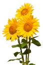 Three sunflowers isolated on white background. Flower bouquet Royalty Free Stock Photo