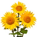 Three sunflowers isolated on white background. Flower bouquet Royalty Free Stock Photo