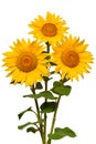 Three sunflowers isolated on white background. Flower bouquet. T Royalty Free Stock Photo