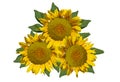 Three sunflowers isolated on white background. Royalty Free Stock Photo