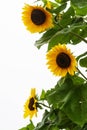 Three sunflowers isolated on white background Royalty Free Stock Photo