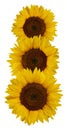 Three sunflowers isolated on a white background Royalty Free Stock Photo