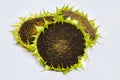 Three sunflowers with ripe seeds isolated on white background. Royalty Free Stock Photo