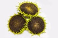 Three sunflowers with ripe seeds isolated on white background. Royalty Free Stock Photo