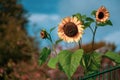 3  sunflowers standing behind a green fence in front of a blue sky Royalty Free Stock Photo