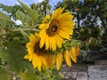 three sunflowers