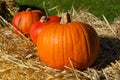 Three sunlit pumpkins in a row