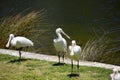 Three superb Australian Platalea flavipes yellow billed royal spoonbills are standing by the l ake.