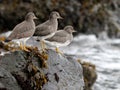 Surfbirds on a Rock Royalty Free Stock Photo