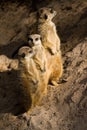 Three Suricates or Meerkats Royalty Free Stock Photo