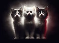 Three surprised kittens on a blurry foggy dark background, Light from behind