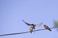 Three swallow birds